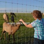 Farm Fence Farm Fencing Alex